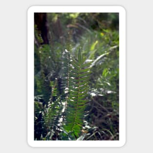 Fishbone Water Fern Sticker